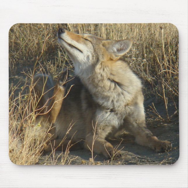 Alfombrilla De Ratón Rasguño del coyote R17 (Frente)