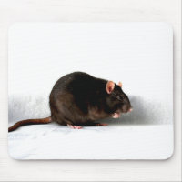 Rat mpcna
