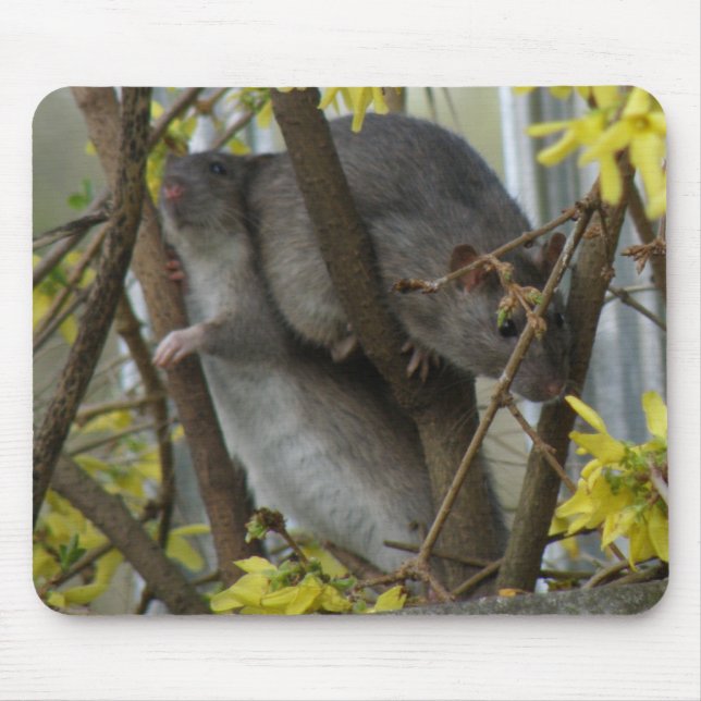 Alfombrilla De Ratón Ratty cuddle Mousepad (Frente)