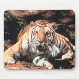 Alfombrilla De Ratón Reclinación del tigre