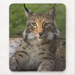 Alfombrilla De Ratón reclinación magnífica del lince