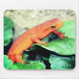 Alfombrilla De Ratón Red Eft Salamander Naturaleza
