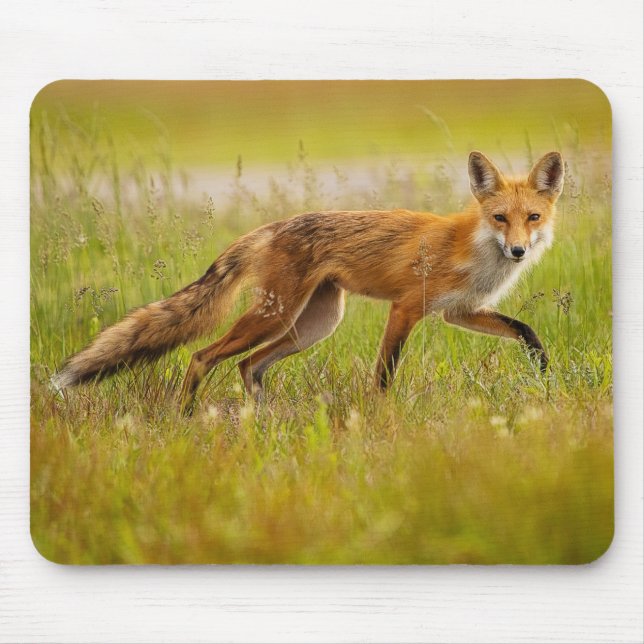 Alfombrilla De Ratón Red Fox Adult (Frente)