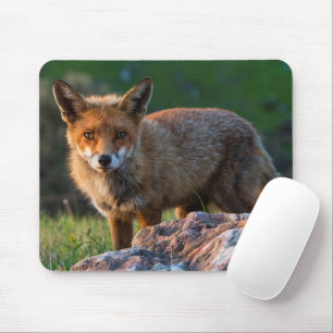 Alfombrilla De Ratón Red Fox en Sunset, Australia, Wildlife Photo