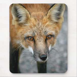 Alfombrilla De Ratón Red Fox Mouse Pad
