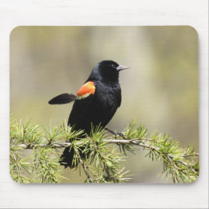 Alfombrilla De Ratón Red Winged Blackbird -feather out of place