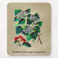 Redhaw Hawthorn On Old Paper