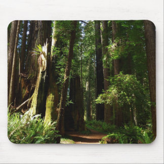 Alfombrilla De Ratón Redwoods y helechos en el Parque Nacional Redwood