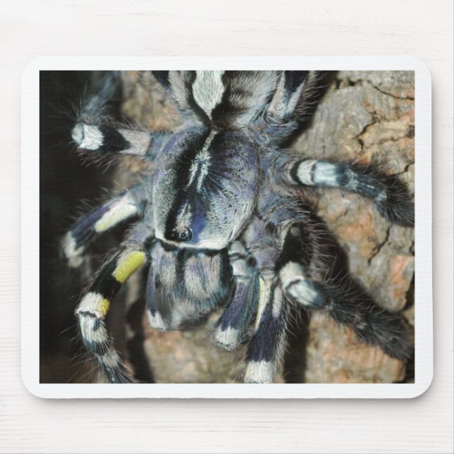 Alfombrilla De Ratón Regalis de Poecilotheria (Frente)