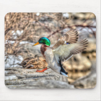Alfombrilla De Ratón Regalo de vida silvestre Drake de Mallard Landing