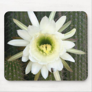Alfombrilla De Ratón Reina De La Flor De Cactus Nocturna, Región De Ka