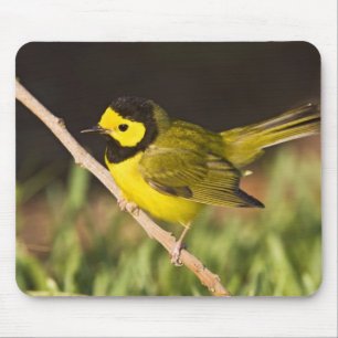 Alfombrilla De Ratón Reinita Cabecinegra (Wilsonia citrina)