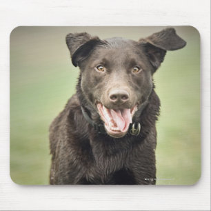 Alfombrilla De Ratón Reino Unido, Inglaterra, Suffolk, bosque de