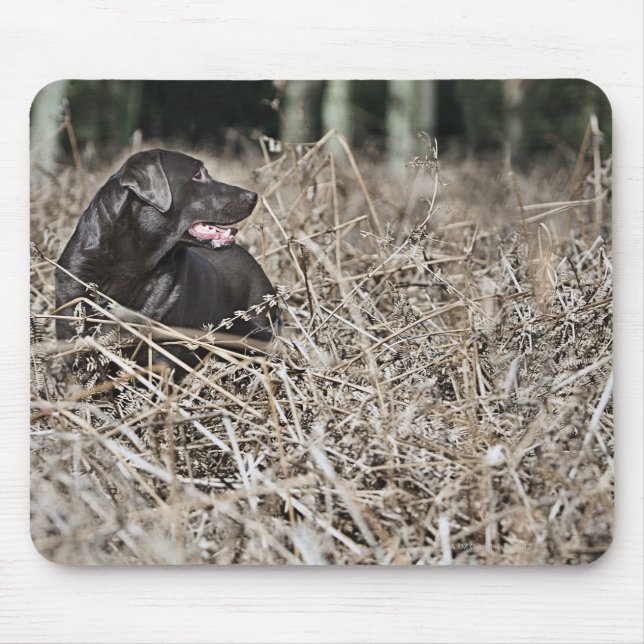 Alfombrilla De Ratón Reino Unido, Inglaterra, Suffolk, Thetford Forest, (Frente)