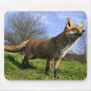 Alfombrilla De Ratón Reino Unido, Inglaterra. Zorro Rojo Vulpes vulpes)