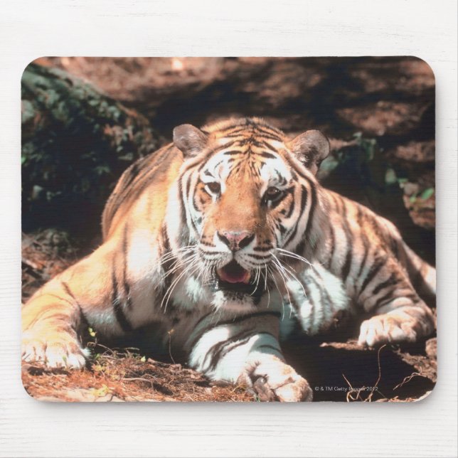 Alfombrilla De Ratón Reposo de tigres (Frente)