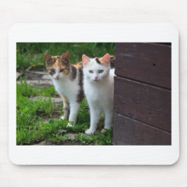 Alfombrilla De Ratón Reproducción de gatos