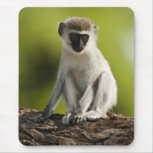 Alfombrilla De Ratón Reserva de caza Samburu, Kenia, mono vervet,