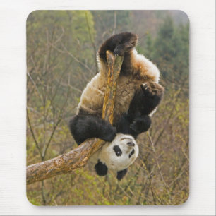 Alfombrilla De Ratón Reserva de pandas de Wolong, China, 2 años y medio