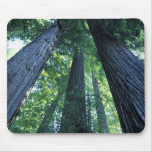 Alfombrilla De Ratón Reserva Estatal Montgomery Woods, California.