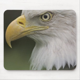 Alfombrilla De Ratón Retrato de águila calva adulta, Haliaeetus