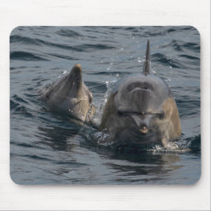 Alfombrilla De Ratón Retrato de cierre de delfines, Tasmania, Australia