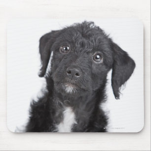 Alfombrilla De Ratón Retrato de estudio de jack-a-doodle negro
