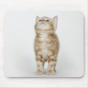 Alfombrilla De Ratón Retrato de gatito mirando hacia arriba