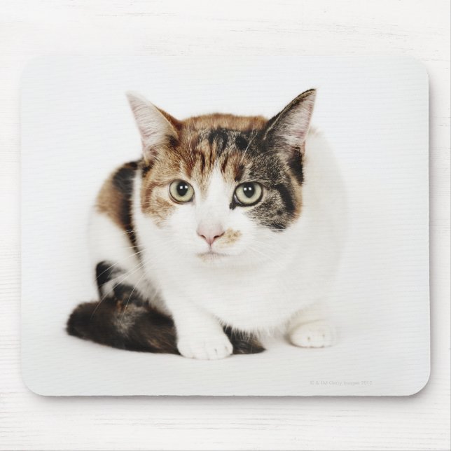 Alfombrilla De Ratón Retrato de gato de Calico (Frente)