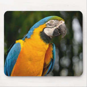 Alfombrilla De Ratón Retrato de gelbbrustara macaw postcard square sti