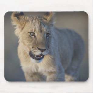 Alfombrilla De Ratón Retrato de Lion Cub (Panthera Leo), Namibia