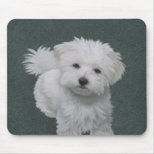 Alfombrilla De Ratón Retrato de mascota de perrito blanco pequeño