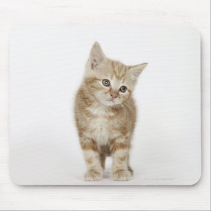 Alfombrilla De Ratón Retrato de un gatito