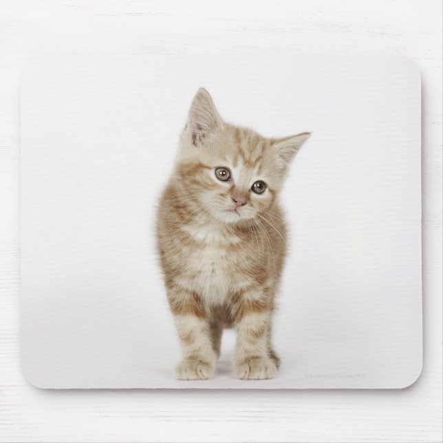 Alfombrilla De Ratón Retrato de un gatito (Frente)