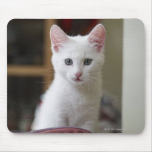 Alfombrilla De Ratón Retrato de un gatito blanco, Suecia