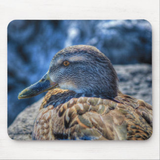 Alfombrilla De Ratón Retrato de vida silvestre de birdlover pato mallar
