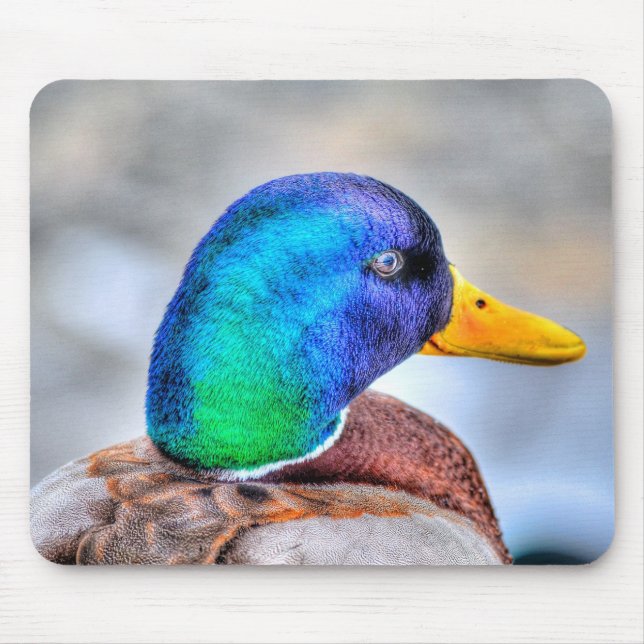 Alfombrilla De Ratón Retrato de vida silvestre masculino mallard Duck B (Frente)