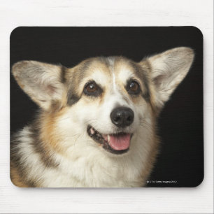 Alfombrilla De Ratón Retrato del Corgi negro, marrón y blanco