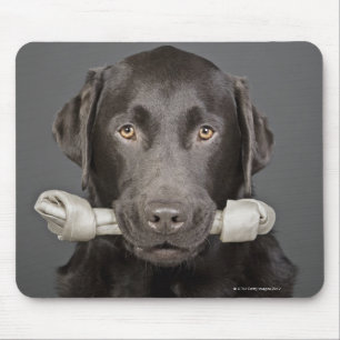 Alfombrilla De Ratón Retrato del estudio de llevar de Labrador del
