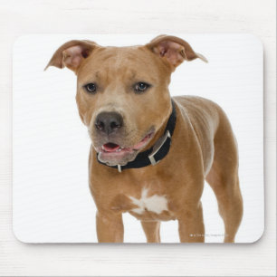Alfombrilla De Ratón Retrato del estudio del perrito americano 2 del