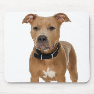 Alfombrilla De Ratón Retrato del estudio del perrito americano del