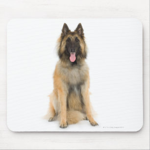Alfombrilla De Ratón Retrato del estudio del perro de pastor belga