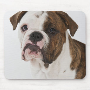 Alfombrilla De Ratón Retrato del perrito lindo del bulldog