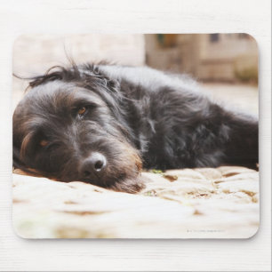 Alfombrilla De Ratón retrato del perro negro que miente en yarda