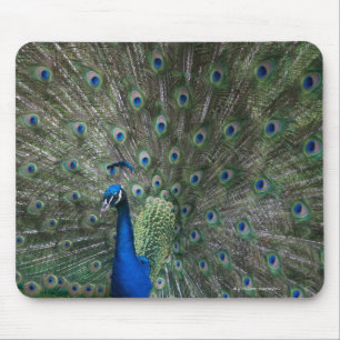 Alfombrilla De Ratón retrato, plumas, coloridas, pavo real, al aire
