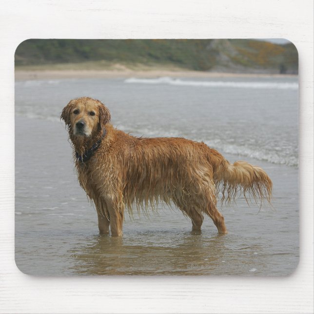 Alfombrilla De Ratón Retreiver de oro en el mar (Frente)