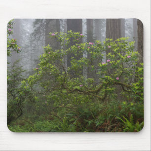 Alfombrilla De Ratón Rhododendron en el Parque Nacional Redwood Califor
