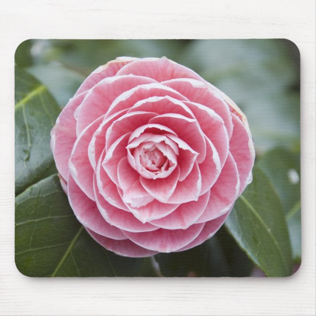 Alfombrilla De Ratón Rhododendron rosa Mousepad (Frente)