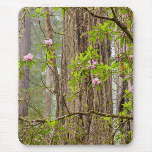 Alfombrilla De Ratón Rhododendrons en flor Parque Estatal Redwoods, C