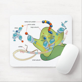 Alfombrilla De Ratón Ribosome mRNA tRNA molecules proteins Diagram 